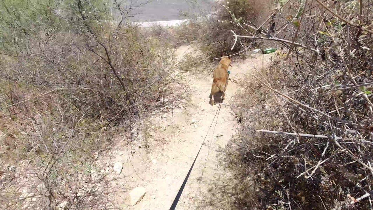 A small tan dog walks away along a pale dirt path in San Jose del Cabo, bordered by dry scrub and tangled branches, with no visible people.