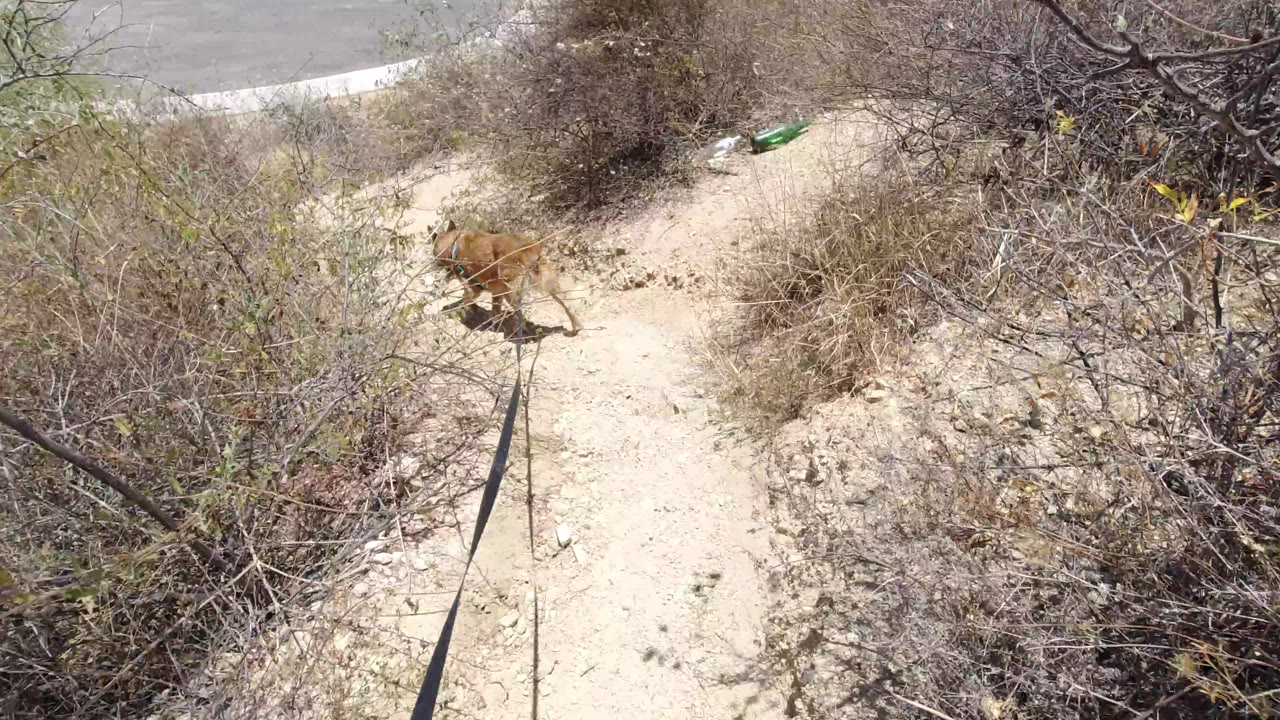 A small tan dog moves toward the right side of the San Jose del Cabo path, with scrubby brush and scattered roadside debris visible, and no visible people.