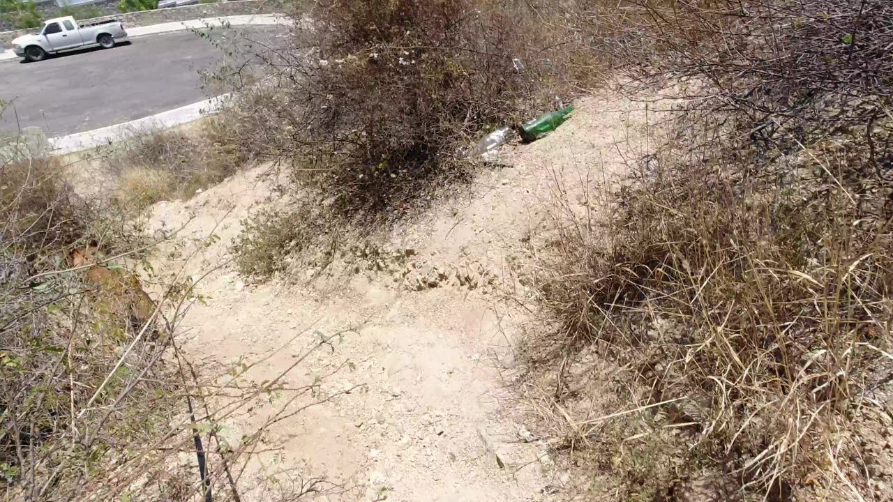 Dry dirt path and scrub with the dog mostly out of frame.