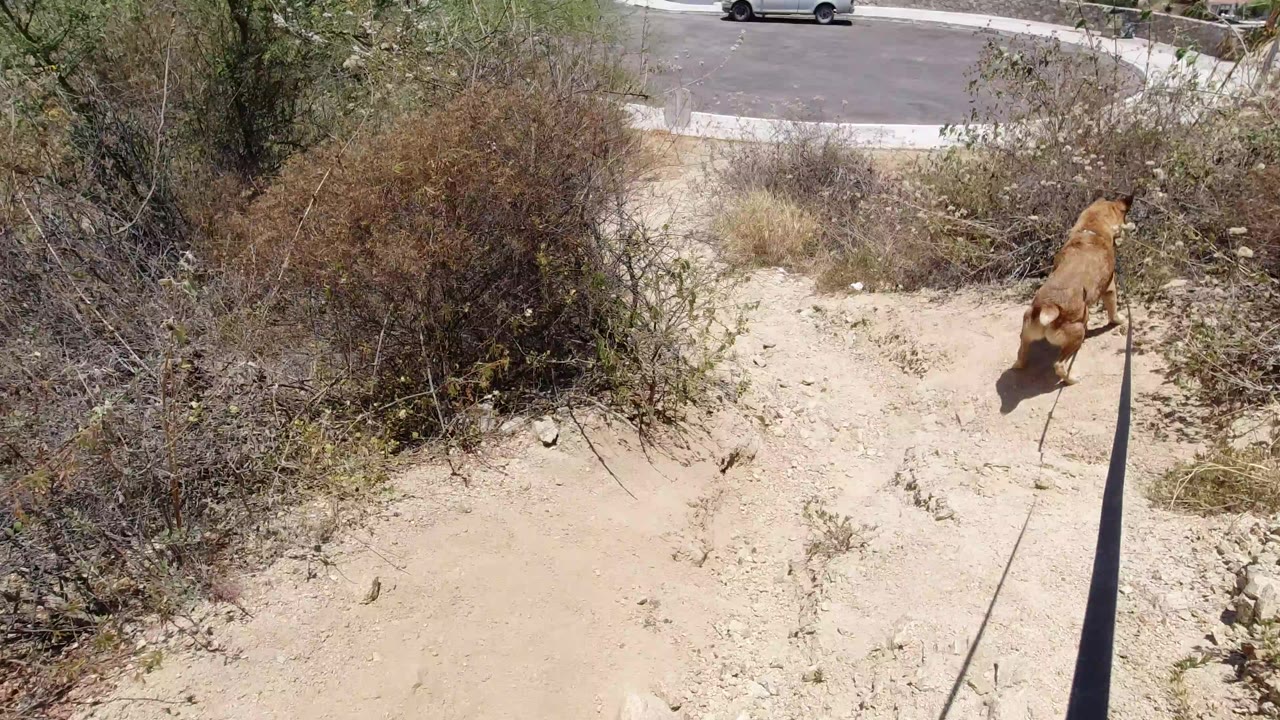 Tan dog on a leash walking down a sandy path beside dry brush.