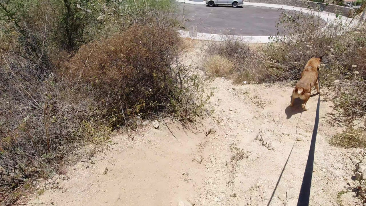 The dog continues forward on the sandy track in San Jose del Cabo, framed by dry bushes and a road at the top of the shot with no visible people.