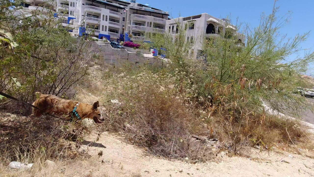 A brown dog on a black rope stands in dry brush under bright sun in San Jose Del Cabo, with pale hillside buildings behind it and no visible people.