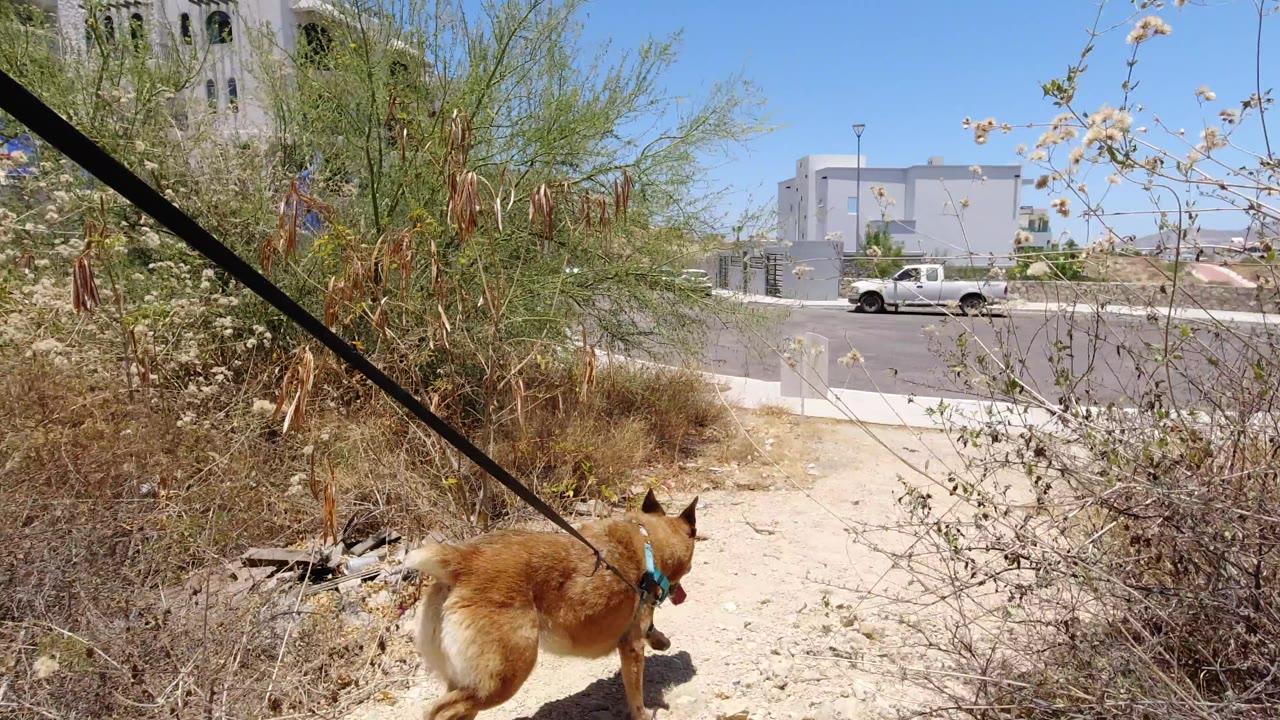 Dog on rope near brush with paved road and white pickup beyond.