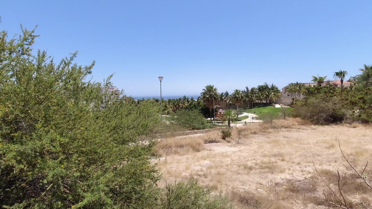 Dry grass, dense green trees, a distant road edge, low buildings, and blue sky in San Jose Del Cabo, with no visible people.
