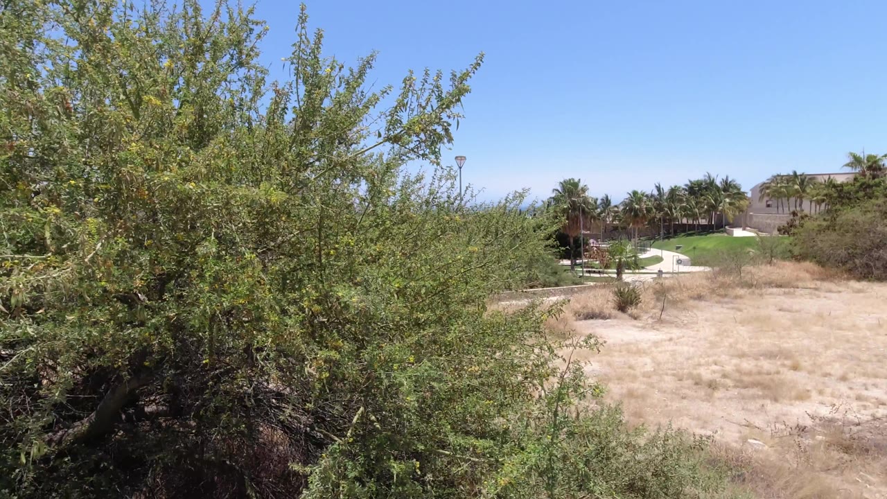 Foreground tree branches beside dry grass and distant houses