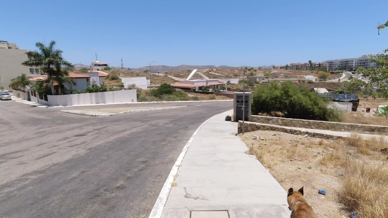 In San Jose del Cabo, a paved residential road curves past a sidewalk, palms, white walls, dry lots, distant hills, and a dog partly visible at the bottom edge with no visible people.