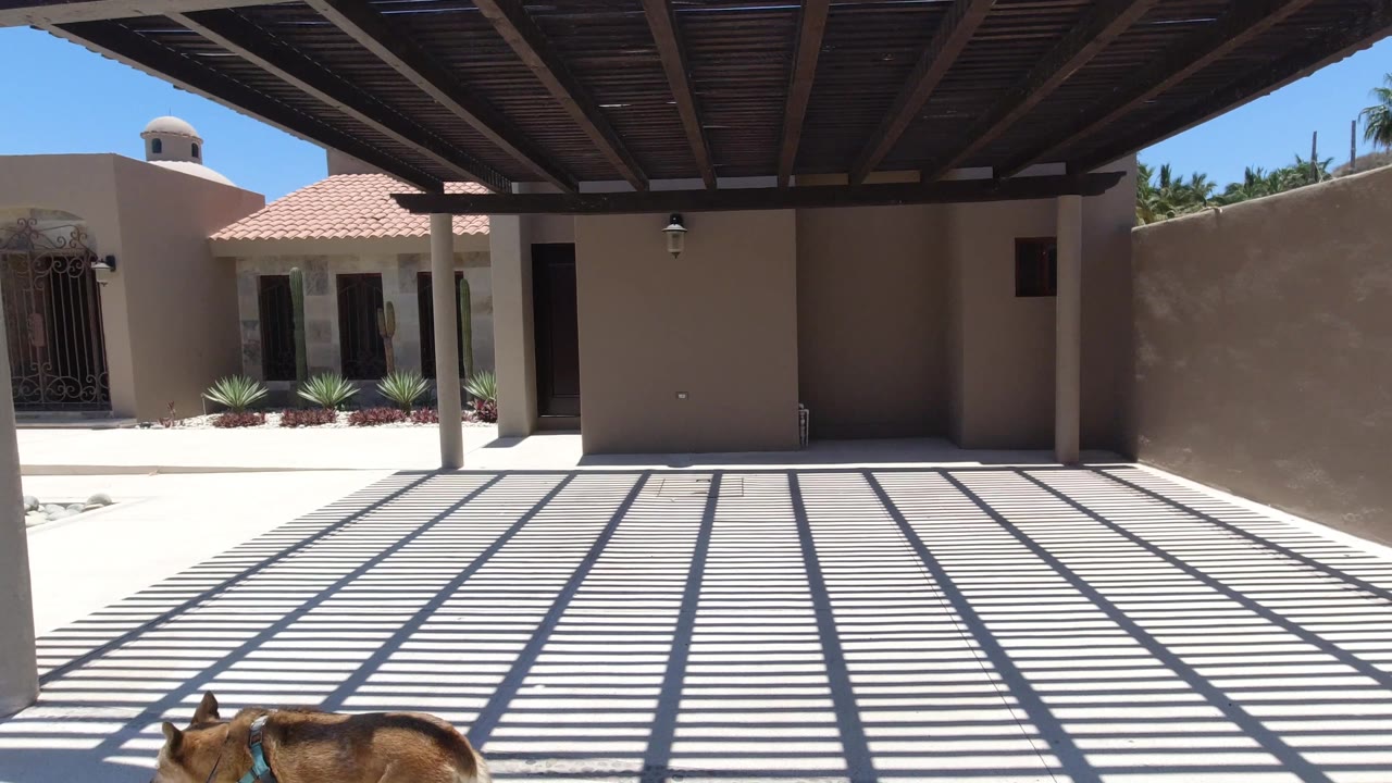 Leashed dog appears at the bottom of a sunny courtyard view.