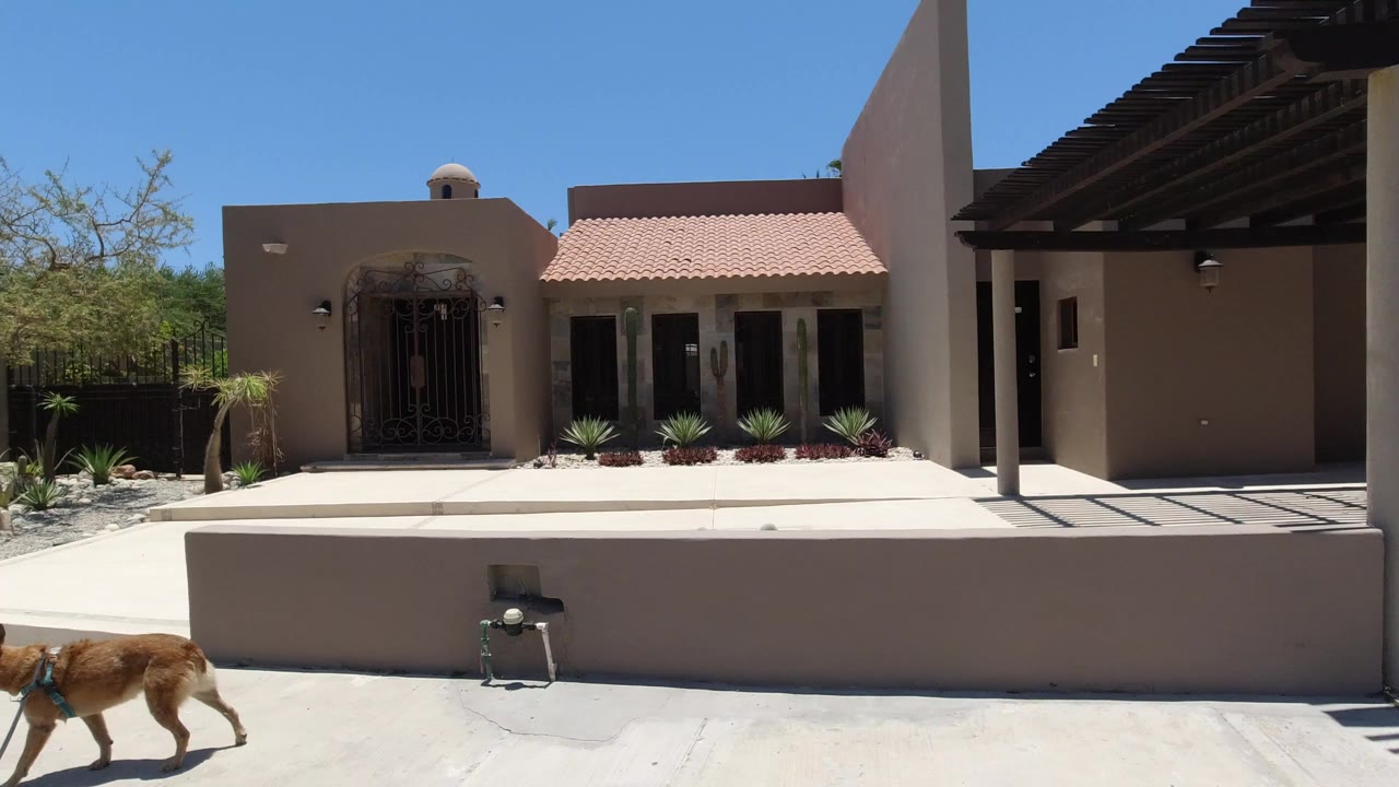 A brown dog partly enters the lower left of a sunny San Jose del Cabo residential street, with tan stucco walls, tiled roofing, desert plants, blue sky, and no visible people.