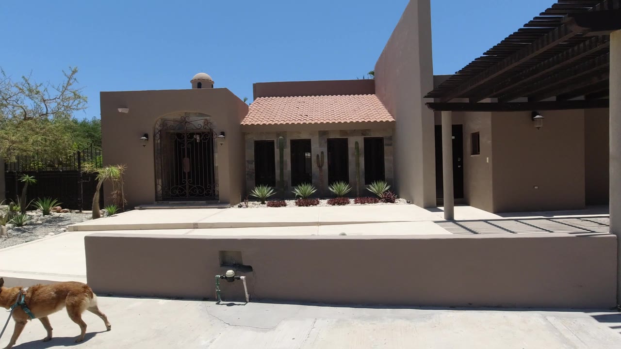 The brown dog moves farther across the lower left edge of the San Jose del Cabo street while tan homes, a low wall, black gates, desert landscaping, and no visible people fill the background.