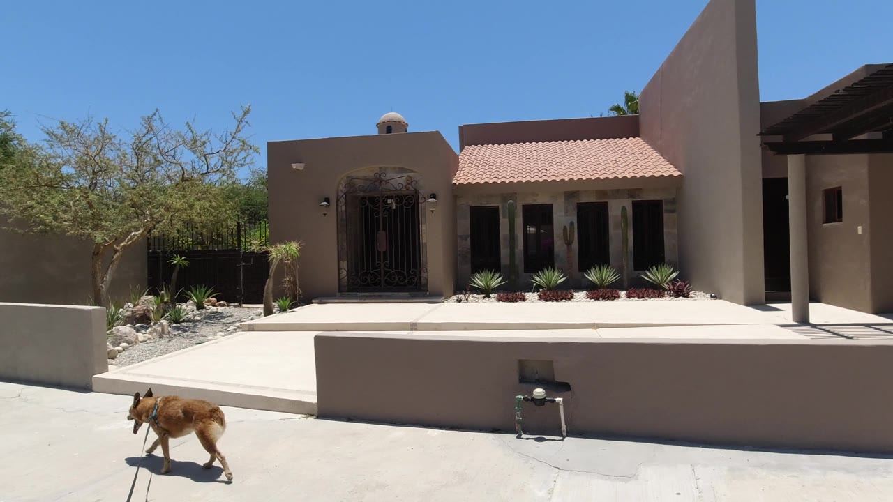 Dog walking in front of a stucco home and low wall