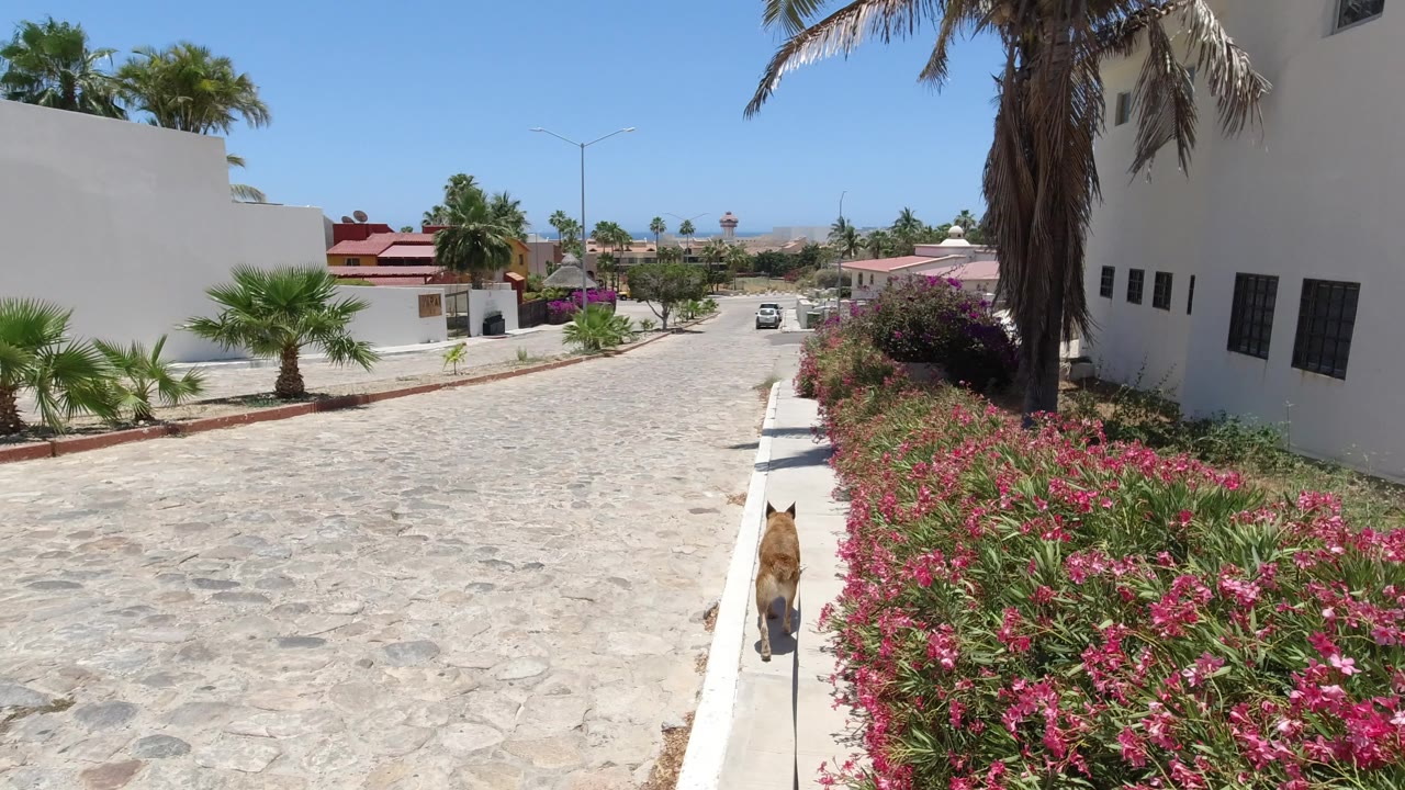 Dog on a leash walking beside flowering shrubs on a sunny stone street.