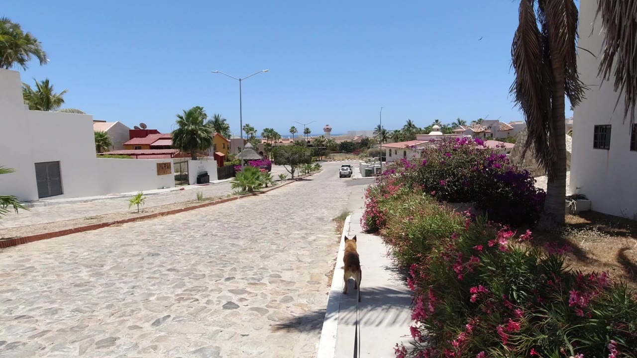 Tan dog on a leash walking beside flowering shrubs on a sunny residential street.