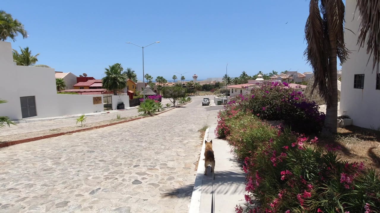 The leashed dog remains near the lower right edge in San Jose del Cabo, Mexico, as the stone street, white houses, palms, flowering shrubs, and no visible people fill the frame.