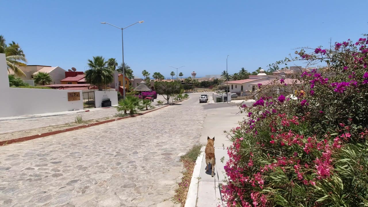 A tan dog walks away along a pale curb in San Jose del Cabo, Mexico, with magenta flowers at right, white walls and low houses ahead, and no visible people.