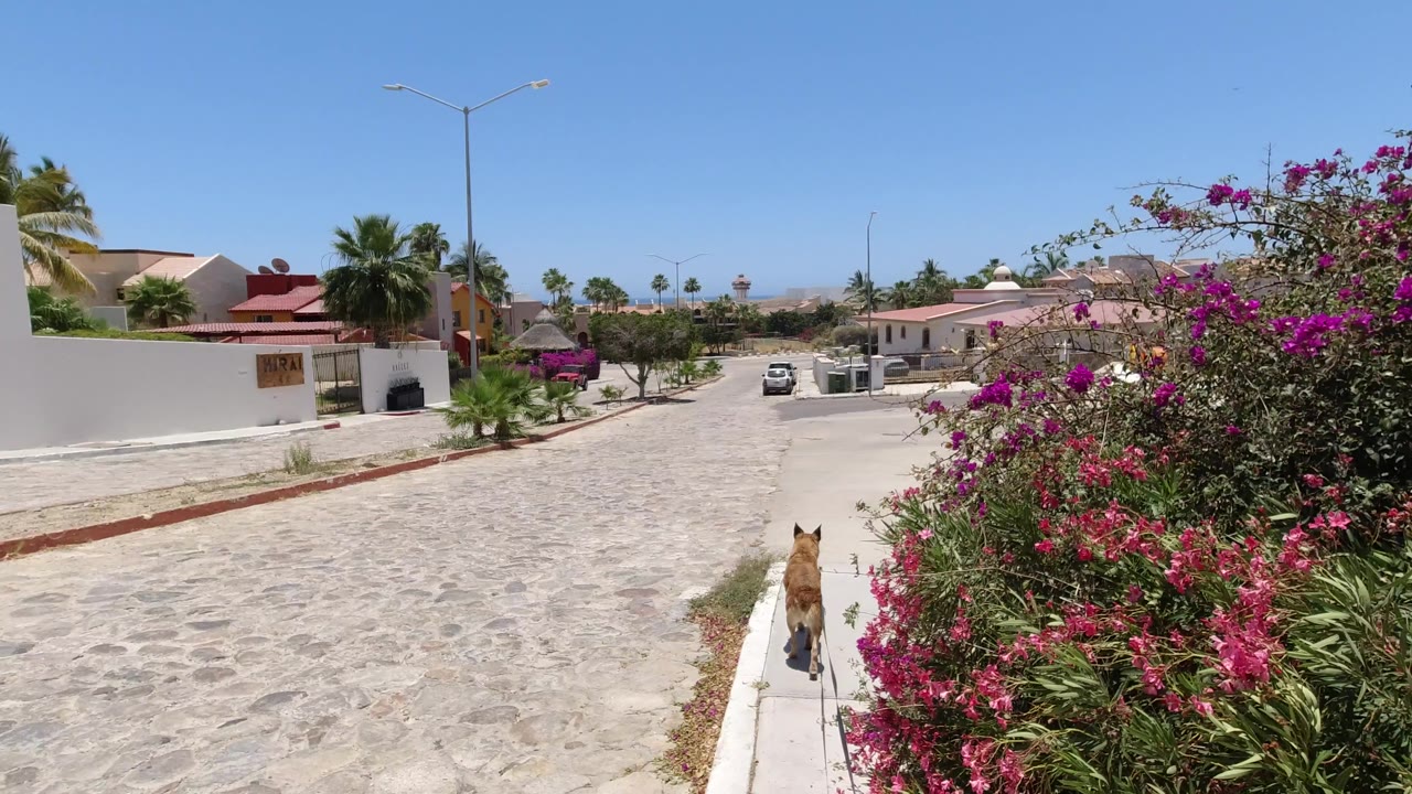 The dog continues away from camera in San Jose del Cabo, Mexico, beside dense flowering branches, a white perimeter wall, palms, and no visible people.