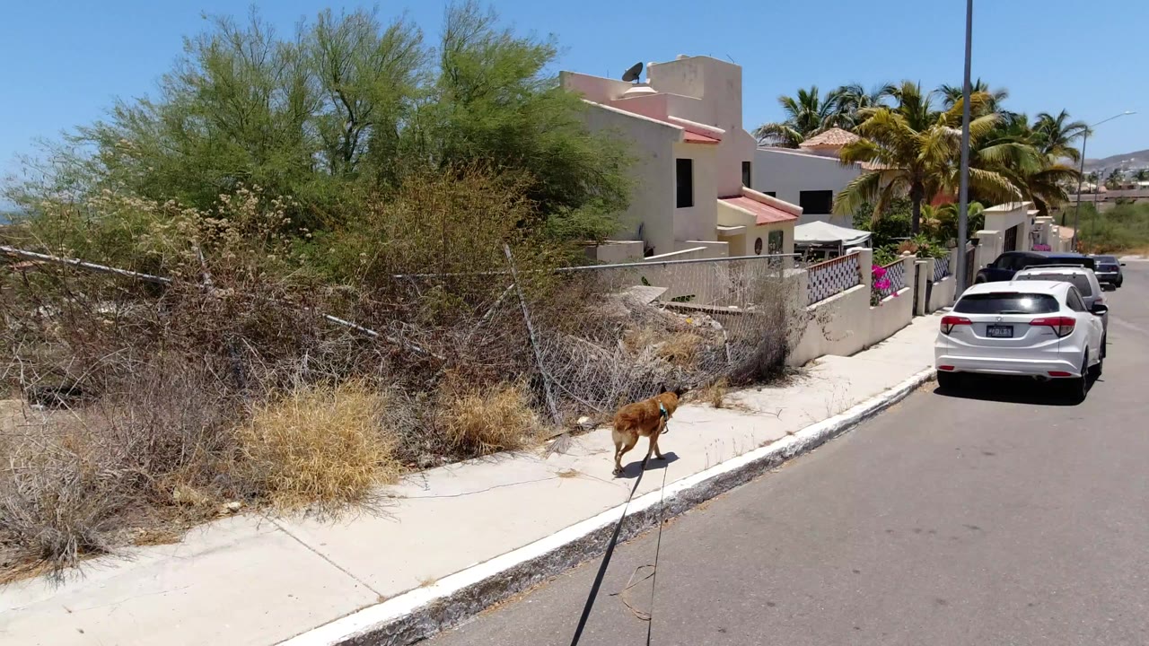 At the start of the San Jose del Cabo clip, a brown dog walks on a sidewalk beside dry brush, a chain-link fence, stucco homes, parked cars, and no visible people.