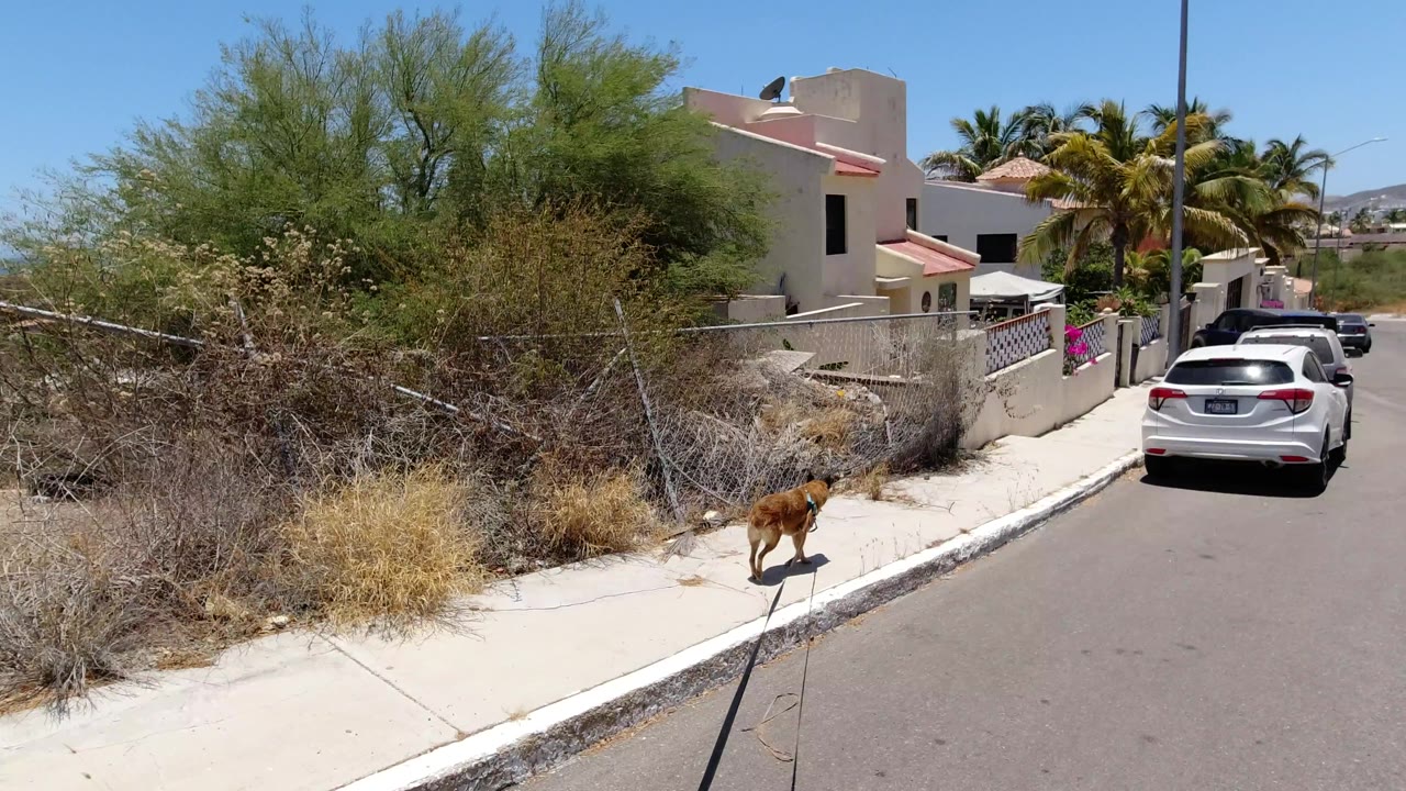 One second in, the dog continues along the curb in San Jose del Cabo, with the fenced dry lot on the left, a white car ahead, stucco houses, palms, and no visible people.