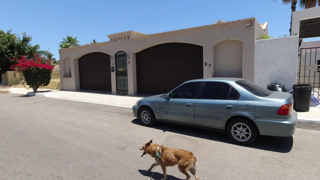 Brown dog on a leash near a parked silver sedan on a residential street.