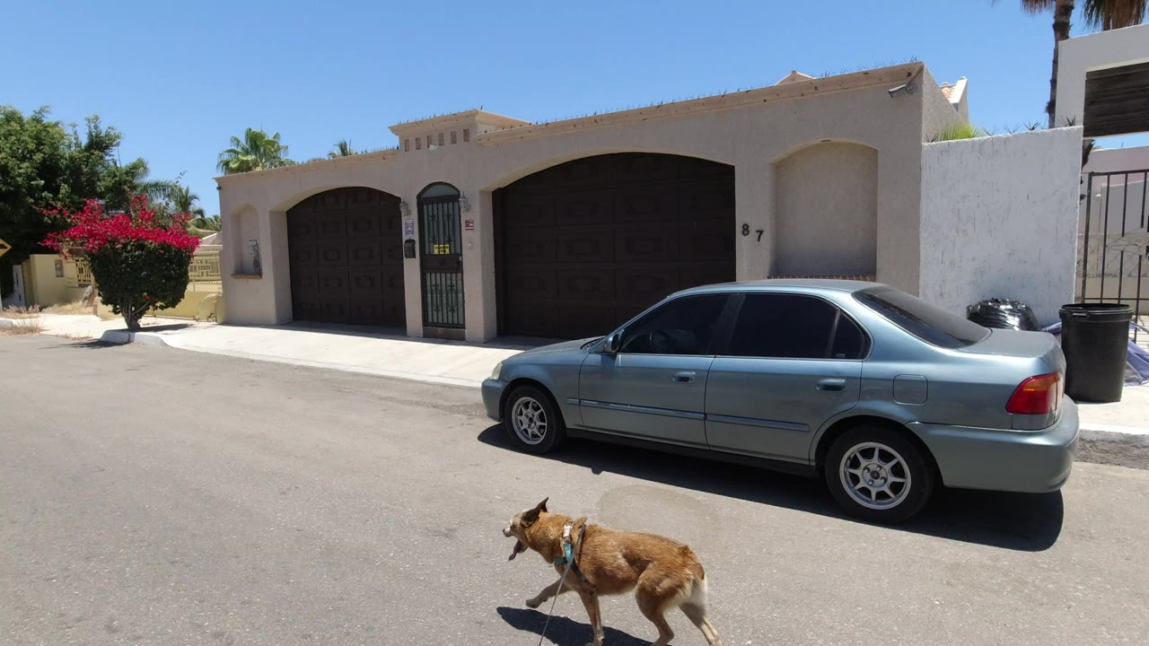 The dog continues along the pavement in San Jose del Cabo, Mexico, with a silver sedan, dark garage doors, white walls, and no visible people in frame.