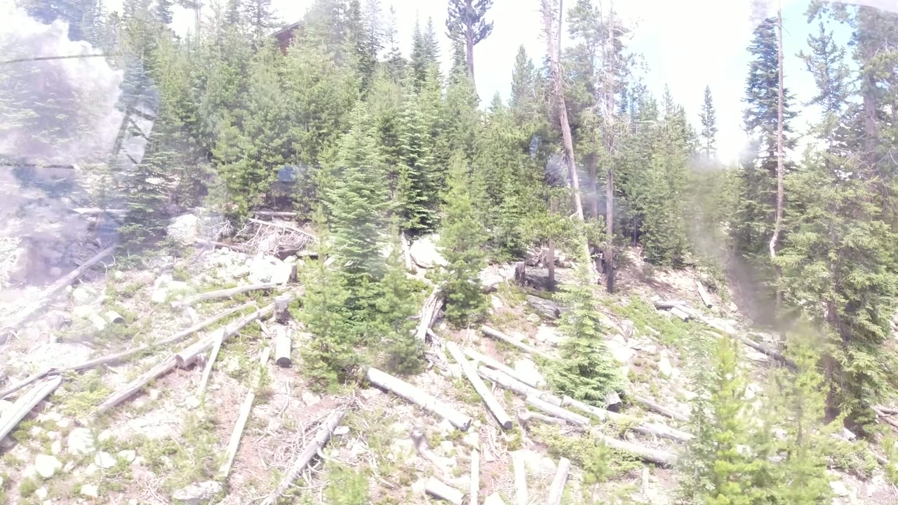 Reflective window view of pine trees, rocks, and fallen logs on a mountain slope.