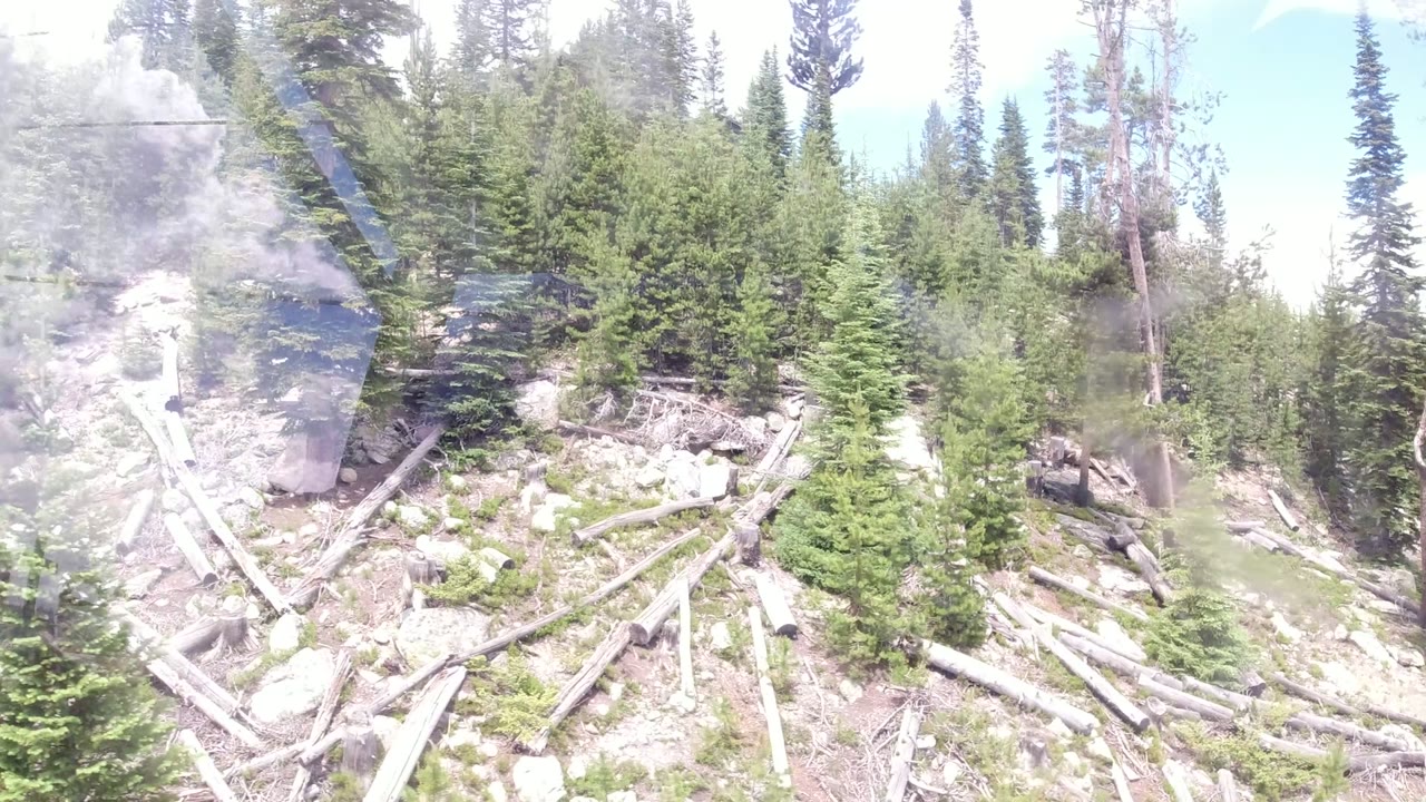 Winter Park, Colorado hillside with dense evergreen trees and scattered rocks viewed through a large pale window reflection, with no visible people.