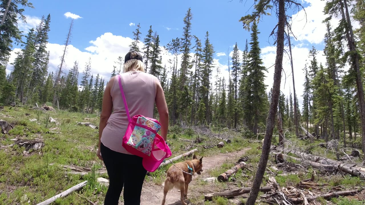 The woman and a small tan dog move along the Winter Park, Colorado forest path, with a large fallen log crossing the right side of the frame and thin conifers rising behind them.