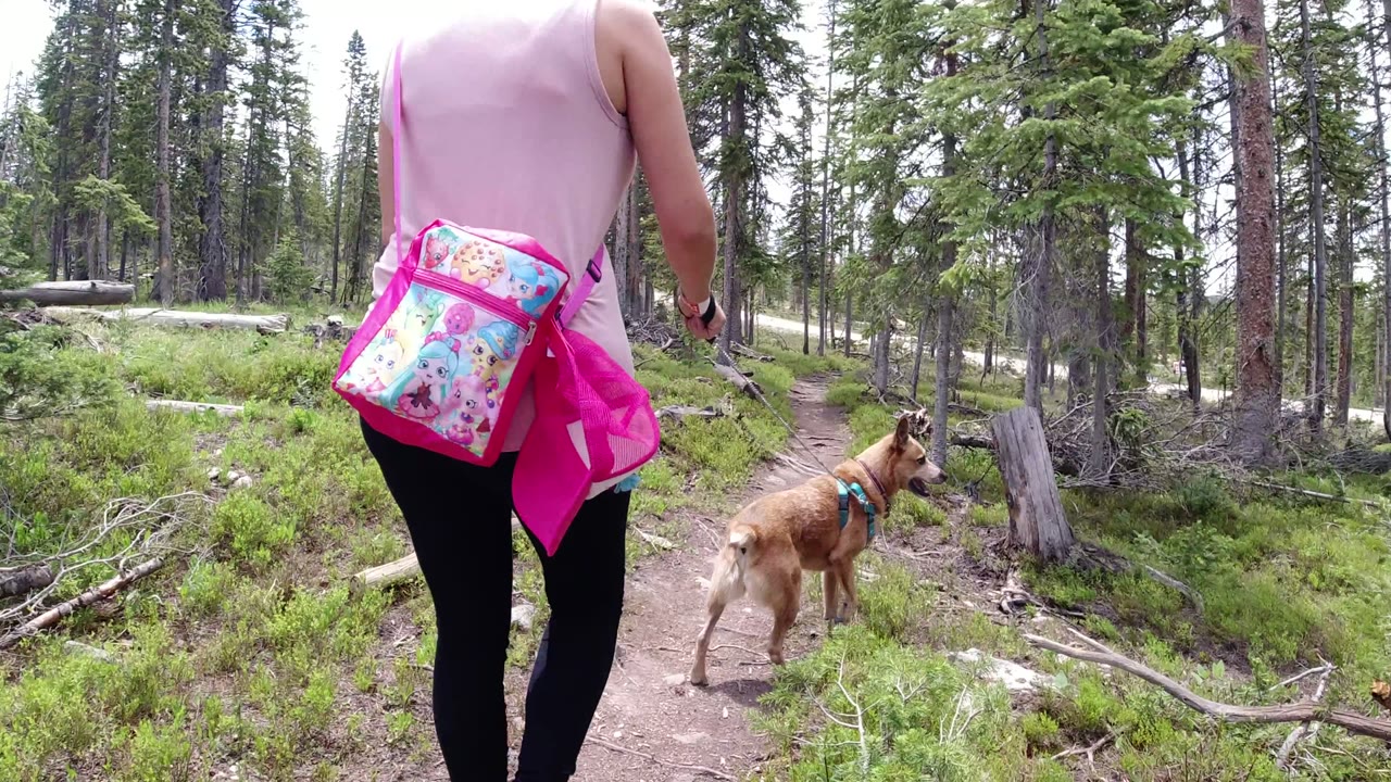 The woman and dog continue down the Winter Park trail, with the dog slightly ahead, a bright pink patterned shoulder bag prominent, and dense conifers around the path.