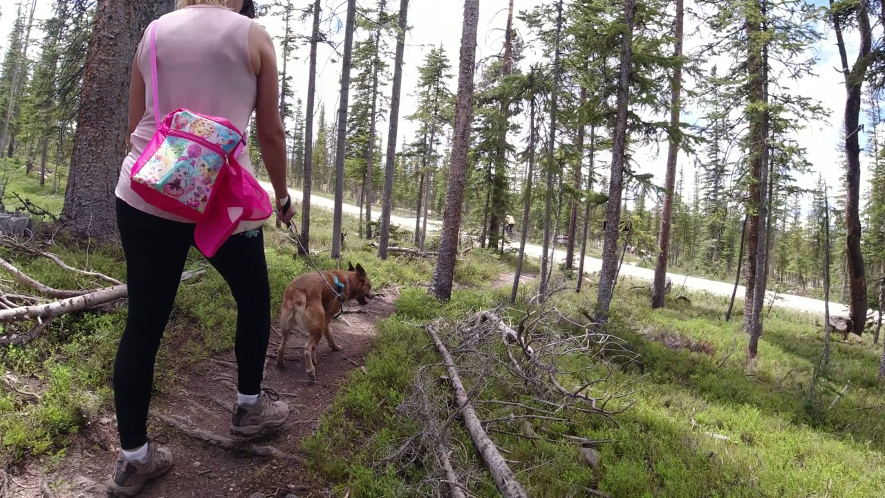 A woman seen from behind walks a brown dog along a narrow dirt path through tall trees in Winter Park, Colorado.