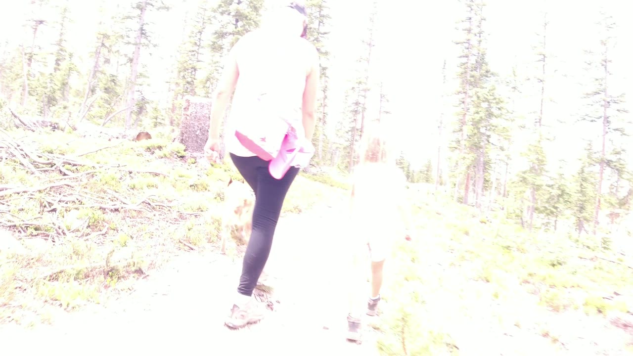 Woman and child walking away in a bright pine forest with a dog nearby.