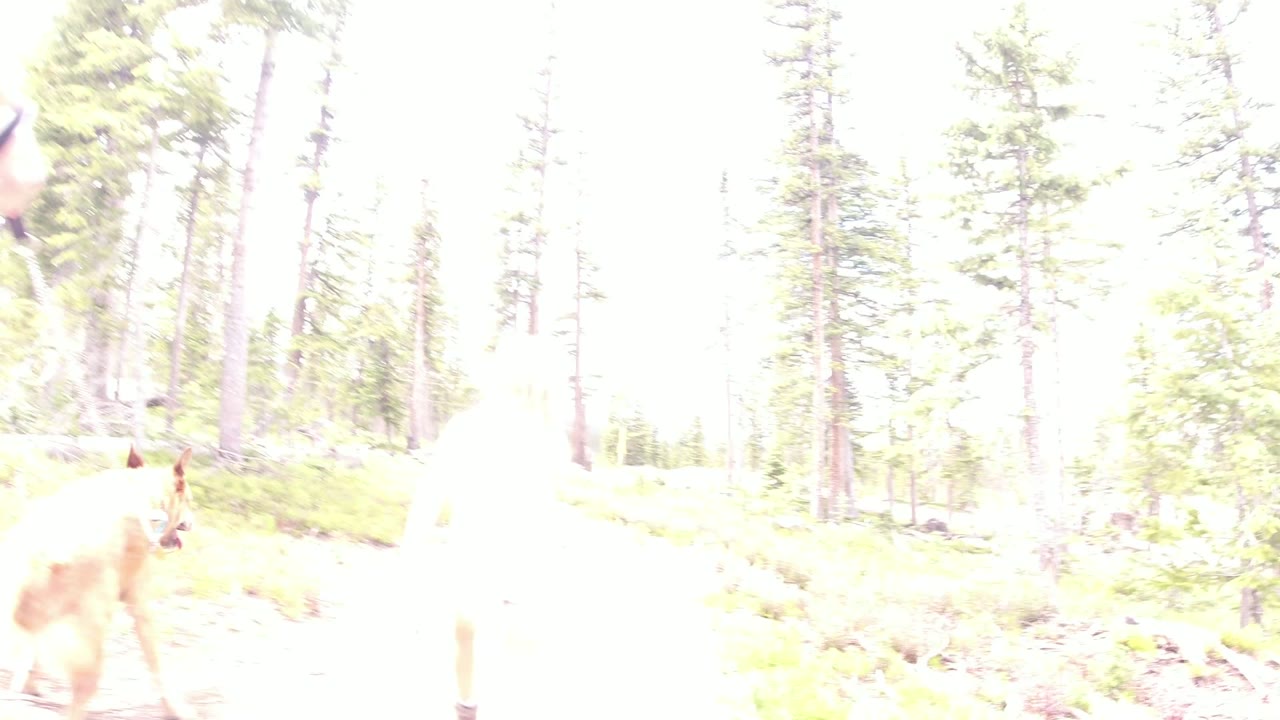 A tan dog appears in the midground between partially visible walkers in a strongly overexposed Winter Park, Colorado forest scene.