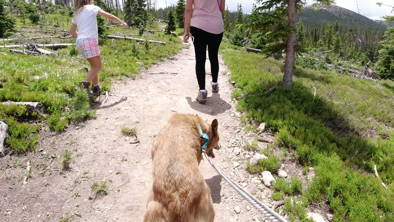 The tan dog fills the lower foreground while the child and adult continue ahead on the Winter Park, Colorado trail bordered by low green plants.