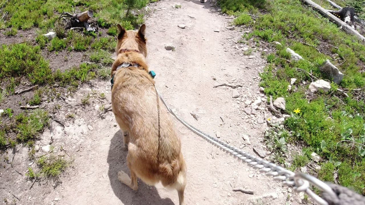 Tan dog on a leash walking along a rocky dirt path.