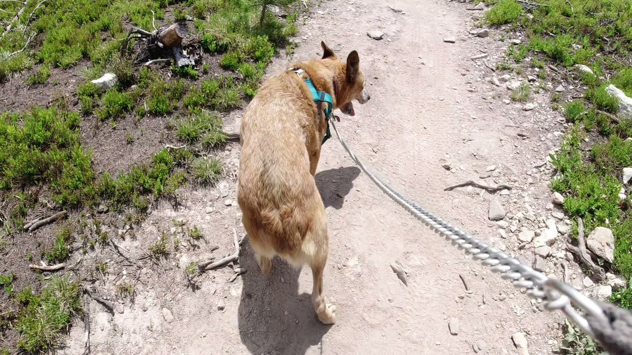The dog continues forward on the pale trail in Winter Park, Colorado, with the leash stretched from the foreground and low green plants along the edge, no visible people.