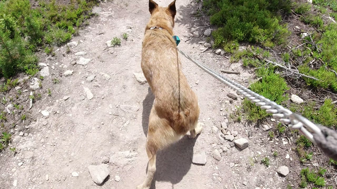 Tan dog walking ahead on a rocky dirt trail with a rope leash.