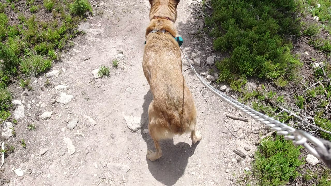 The dog stays centered on the dusty Winter Park trail as the rope leash crosses the foreground and dense green brush borders the right side, with no visible people.