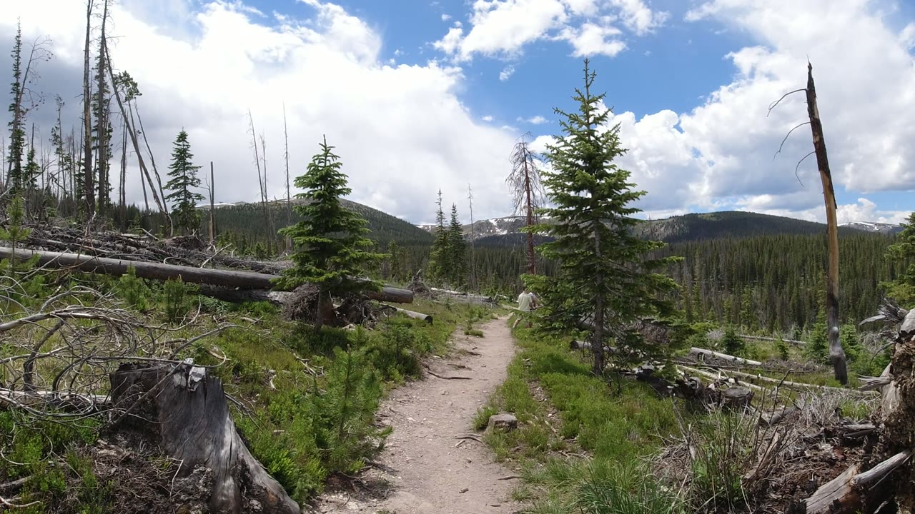 Dirt trail through pines and fallen logs under a cloudy blue sky.