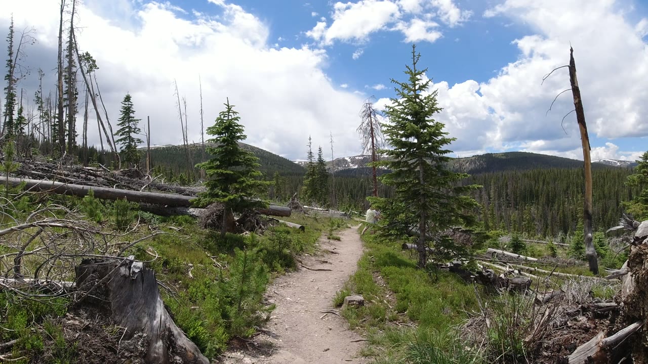 Winter Park, Colorado trail scene with a stump in the foreground, scattered dead branches, young evergreens, forested hills, and no visible people.