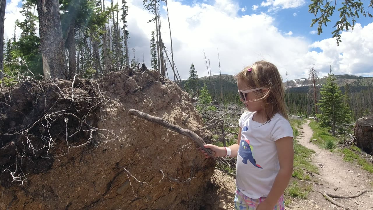 In Winter Park, Colorado, the girl lowers her gaze toward the stick as it touches the exposed root bank beside the narrow forest path.