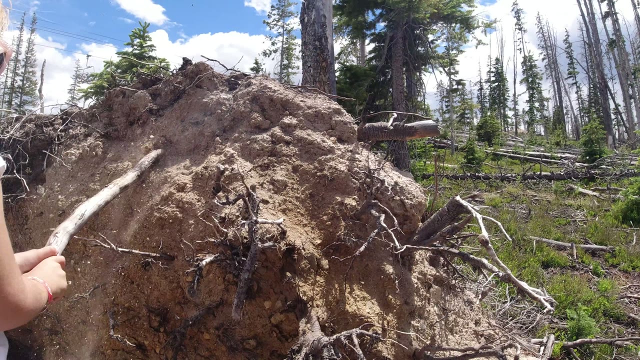 Uprooted tree beside a dirt trail with a child partly visible at the left edge.