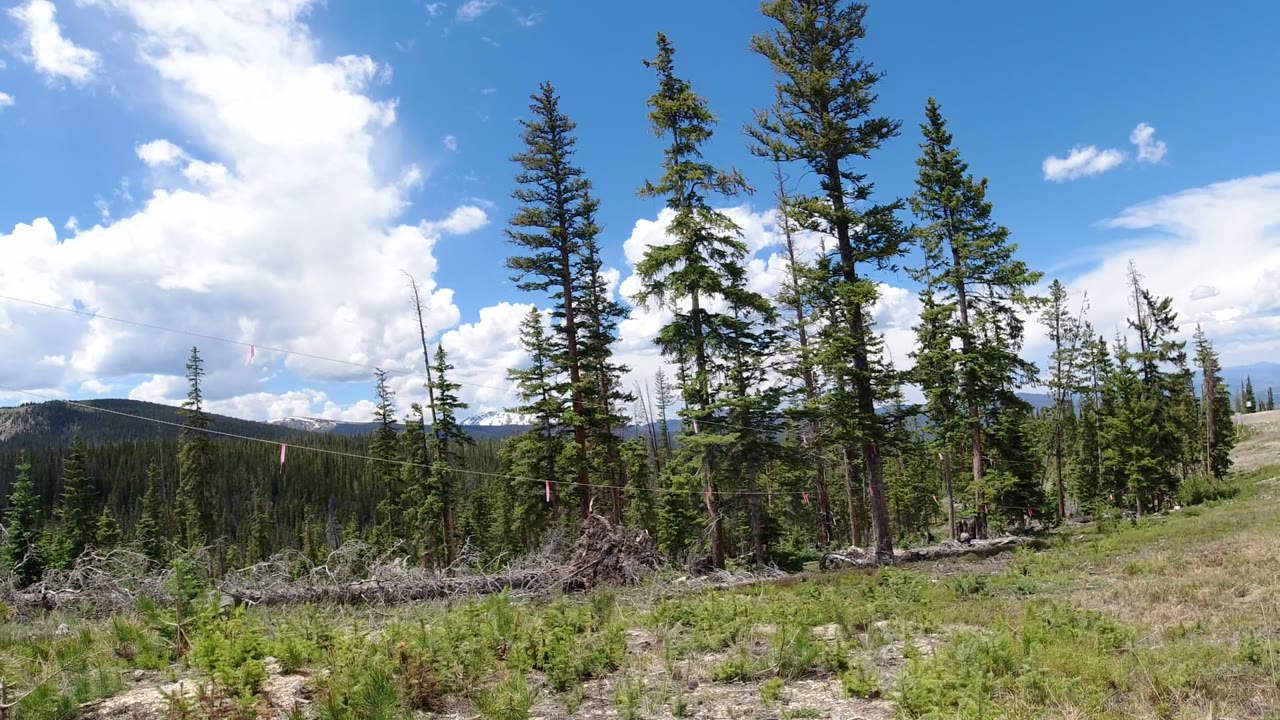 Early frame of the Winter Park, Colorado landscape showing conifers across a meadow-like clearing, wooded hills in back, bright cloud cover, and no visible people.
