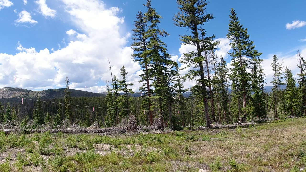 Evergreen trees beside a grassy mountain clearing under a blue sky.