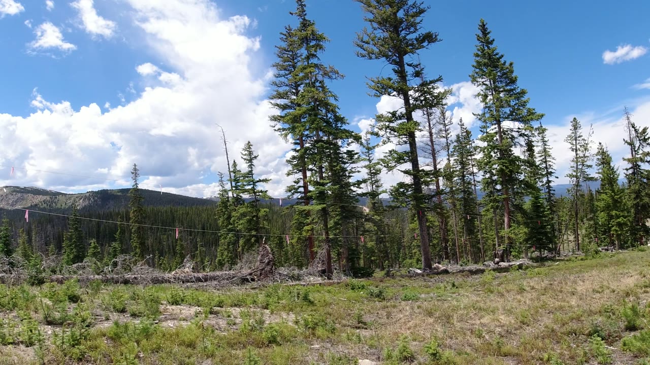At 0:01, the Winter Park, Colorado view centers on several tall conifers over patchy grass, felled wood, distant wooded slopes, and no visible people.