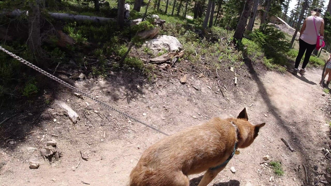 Tan dog follows hikers on a wooded dirt trail.