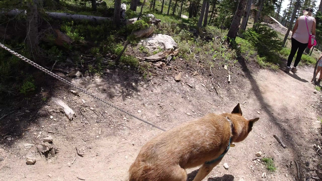 The dog moves closer to the center of the dirt path while two hikers remain ahead on the Winter Park forest trail, partly cropped by the frame.