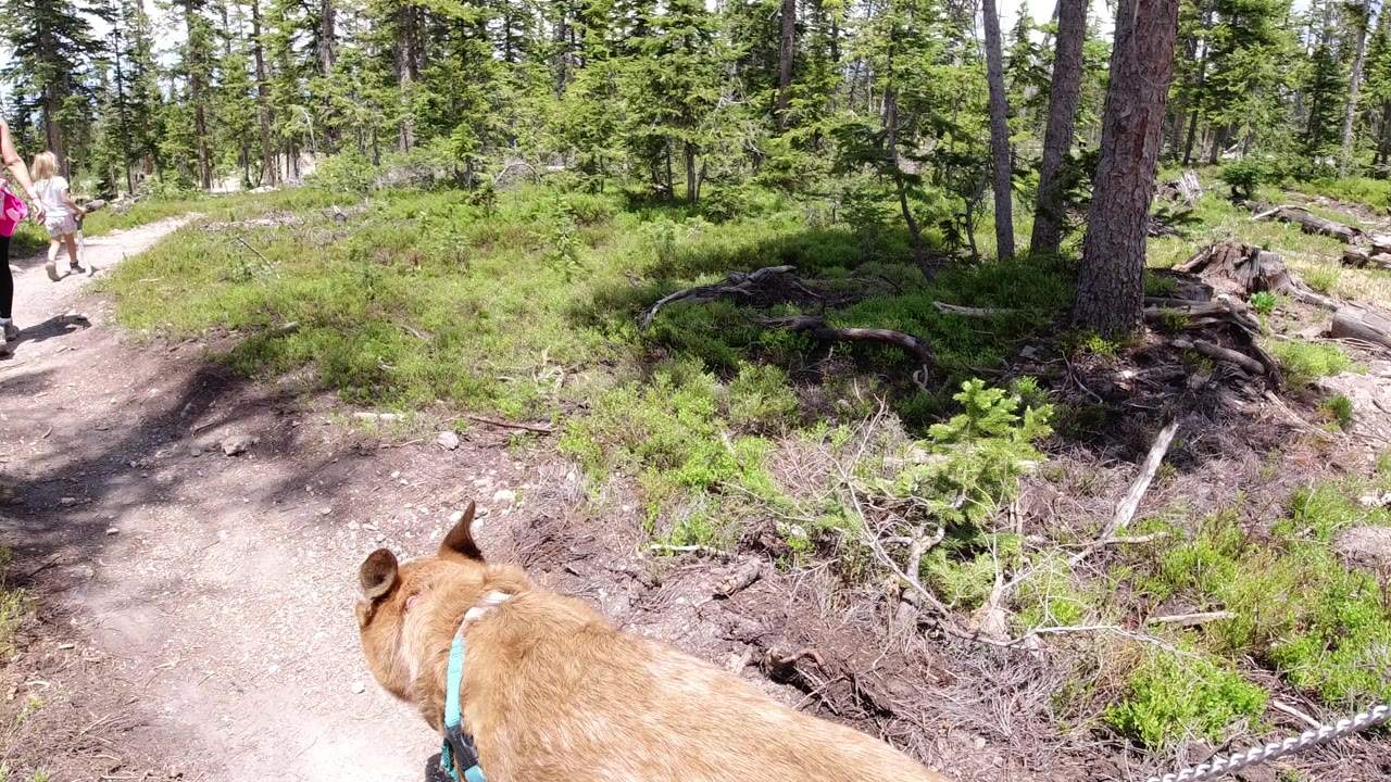 Dog on a leash follows two people along a forest dirt path.