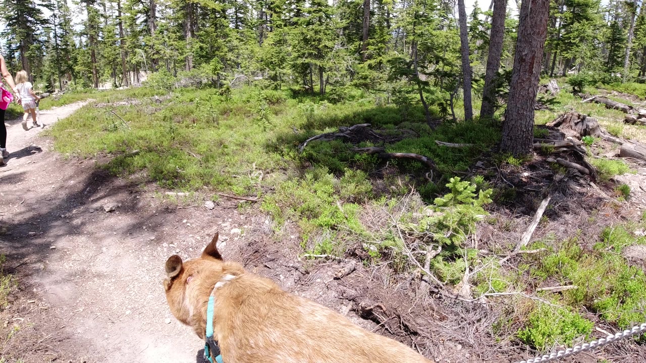 The dog remains in the lower foreground while the adult and child continue farther up the curving dirt path through conifers in Winter Park, Colorado.