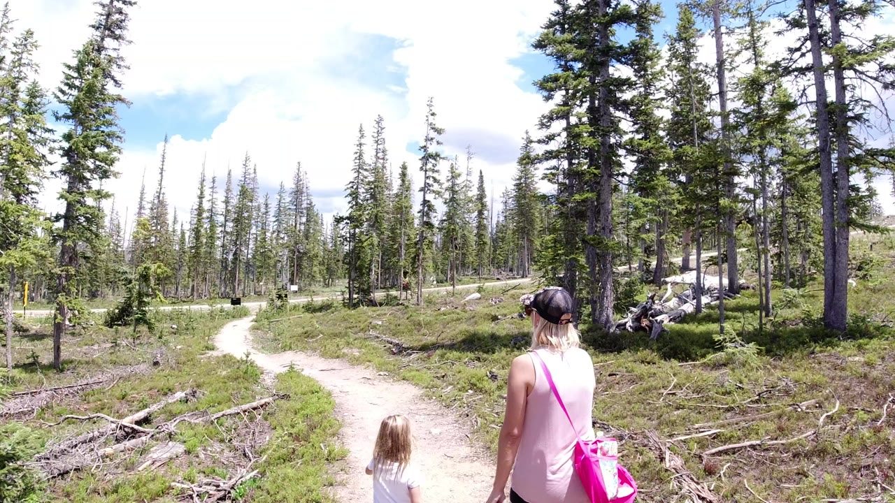 Adult and child walking away on a dirt path through evergreen trees.