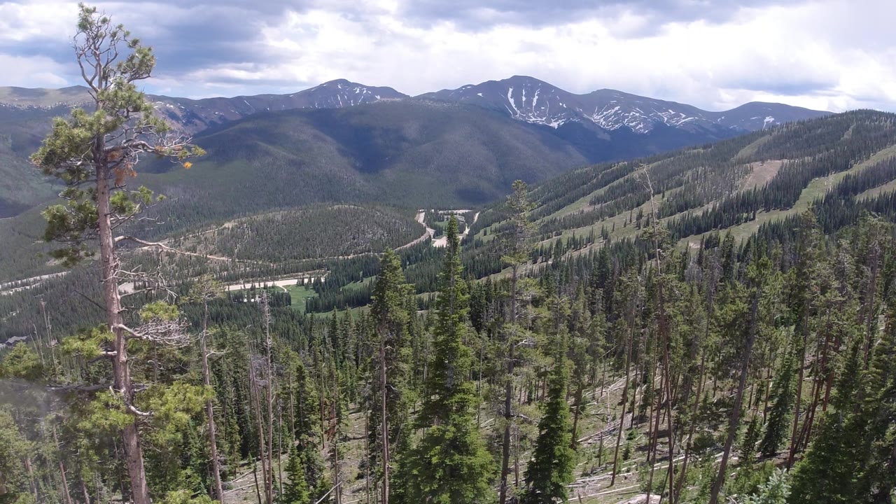 Forested mountain panorama with a pine trunk crossing the right foreground.