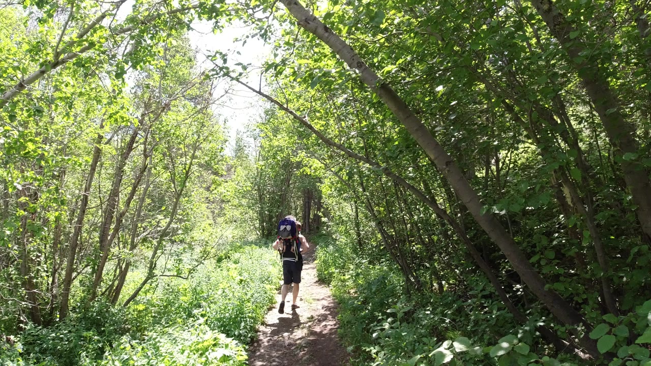 Backpacker walking away on a shaded dirt trail through green trees.