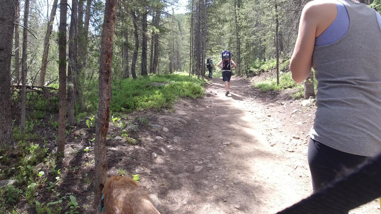Woman walking ahead on a forest trail with a dog partly visible at the bottom edge.